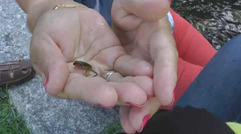 Little frog in hand Video stock 34734003