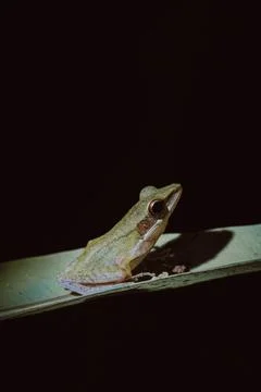 A little frog on a leaf Stock Photos