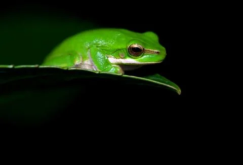 Little frog Stock Photos