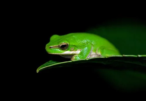 Little frog Stock Photos