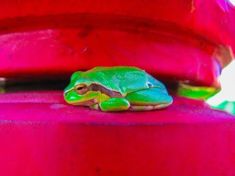 Little frog Stock Photos