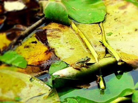 Little frog Stock Photos