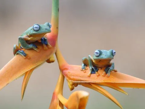 Little frog Stock-Fotos