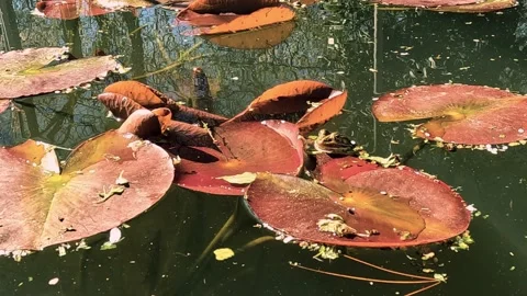 Little frog in the pond Stock Footage 239790386