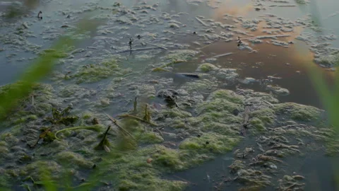 Little Frog Sits in Algae Environment Near River Shore Stock Footage 156481466