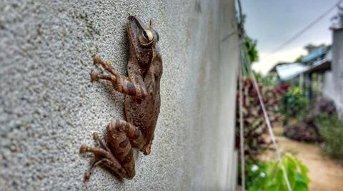 Little Frog On Wall Foto stock