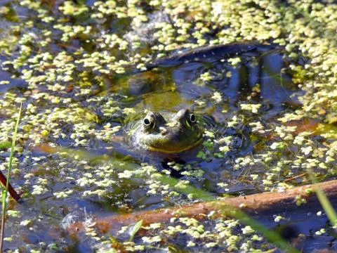 Little frog in wetland Stock Photos