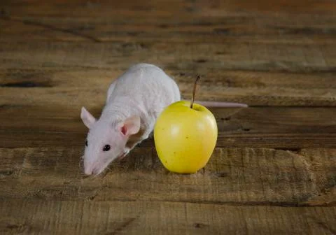 Little funny decorative rat and apples. Stock Photos