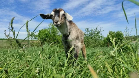 Little funny goat Stock Footage 194837464