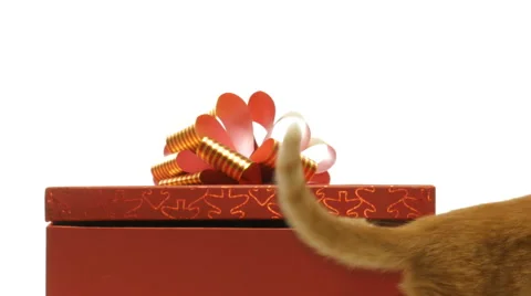 Little funny kittens Video stock 58647359