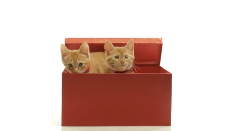Little funny kittens playing Video stock 58823965
