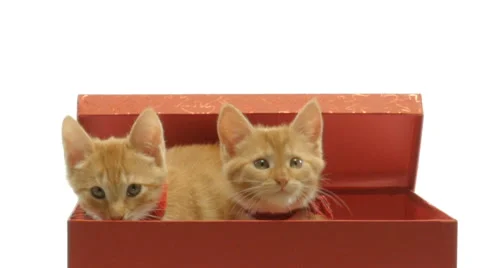 Little funny kittens playing 库存影片 58824070