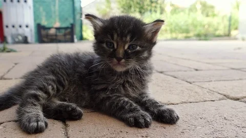 Little funny kitty lying in the garden. Stripped Kitten resting and playing. Stock Footage 79078809