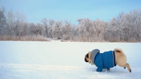 Little funny pug-dog walking outdoors at the winter day Stock Footage