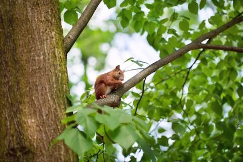 Little funny squirrel Stock Photos