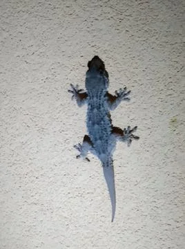 The little gecko Stock Photos