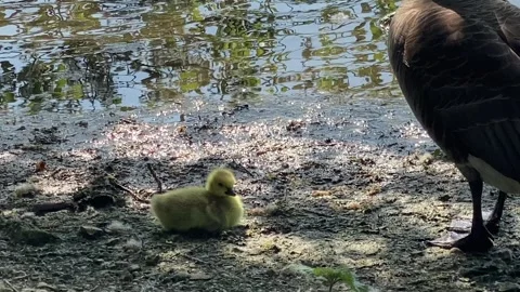 Little geese Stock Footage 241806845