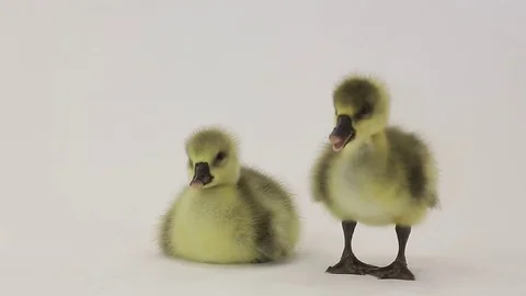 Little geese on white screen, studio shot Stock Footage 78091266