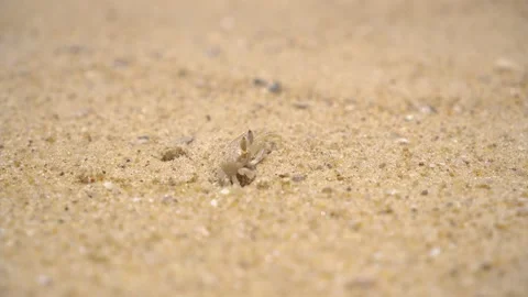 Little ghost crab digging in the sandy shore of Sri Lanka coastline Video stock 307413973