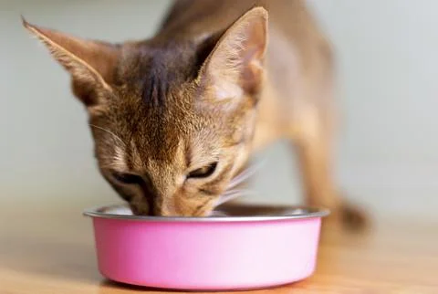 Little ginger Abyssinian kitten eats wet food on wooden table. Cute purebre.. Stock Photos