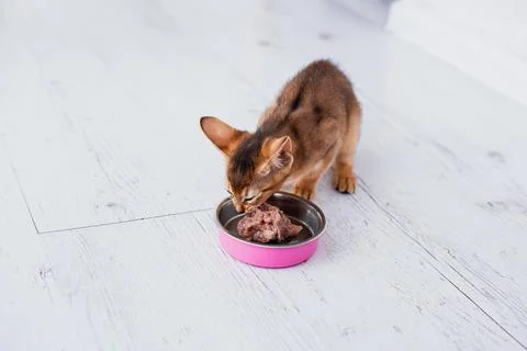 Little ginger Abyssinian kitten eats wet food on white wooden background. C.. Stock Photos