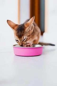 Little ginger Abyssinian kitten eats wet food on white wooden background. C.. Stock Photos