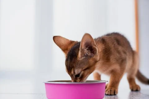 Little ginger Abyssinian kitten eats wet food on white wooden background. C.. Stock Photos