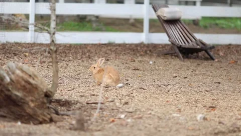 Little ginger bunny jumps around the farm with a white fence Stock Footage 304246733