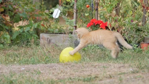 Little ginger cat is playing with a ball. Funny animals. Slow motion Stock Footage 98531186