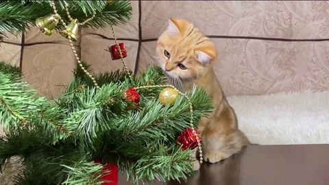 Little ginger cat playing with red gift box Stock Footage 164914119