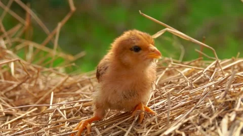 Little ginger chick is sitting on the straw stack Video stock 146862331