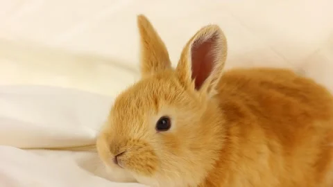 Little ginger fluffy rabbit on a soft white blanket, close-up. Easter home bunny Stock Footage 145922206