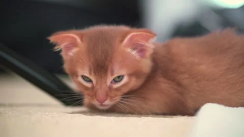 Little ginger kitten closes its eyes from fatigue Stock Footage 141990751
