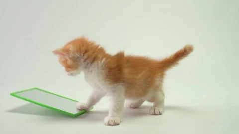 A little ginger kitten first time sees the mirror and himself reflection Stock Footage 159673016