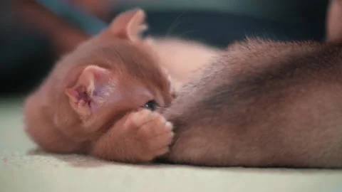 Little ginger kitten playing with the tail Stock Footage 141990818