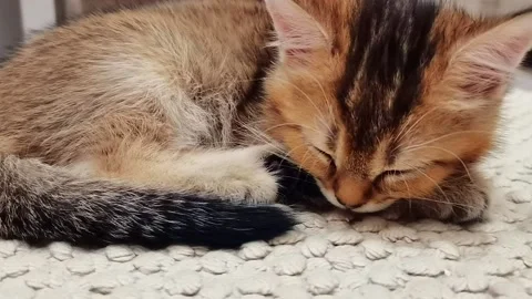Little ginger kitten sleeping on soft blanket, close-up. Video stock 164093266