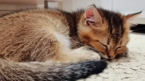 Little ginger kitten sleeping on soft blanket, close-up. Stock Footage 164093316