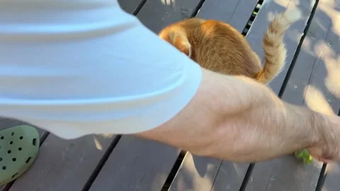 A little ginger kitten is spinning around, playing with a twig held by a man Stock Footage 342268673