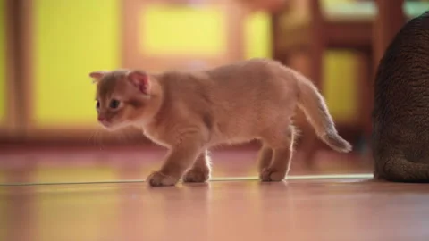 Little ginger kitten walking next to mom and sniffing. Stock Footage 141990399