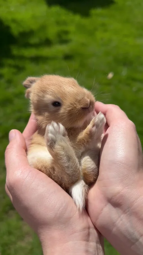 A little ginger rabbit is lying in (someone’s) hands. Stock Footage 309950697
