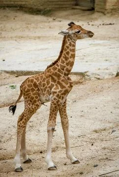Little giraffe. Stock Photos