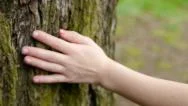Little Girl Hand Touches Tree Stock Footage