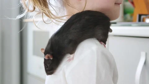 A little girl is holding a domestic rat Stock Video Pond5