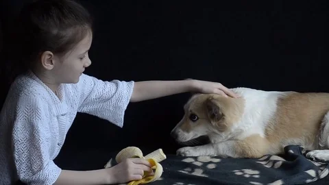 Little girl petting the dog and feeding the banana Stock Footage