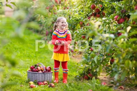 Little girl picking apple in fruit garden Stock Photos