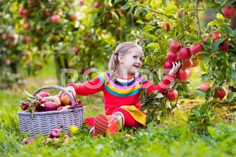 Little girl picking apple in fruit garden Stock Photos