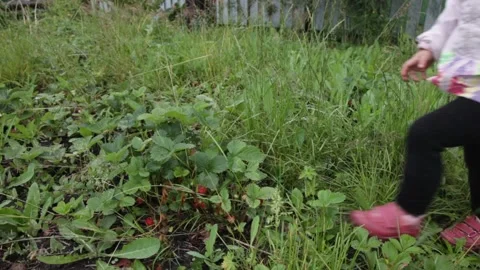 A little girl is picking strawberries in the garden Stock Footage