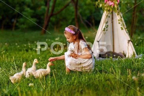 Little girl playing with baby ducks. Beautiful, animal. Stock Photos