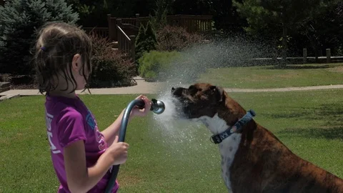 Little Girl Playing with Dog in Water Stock Footage