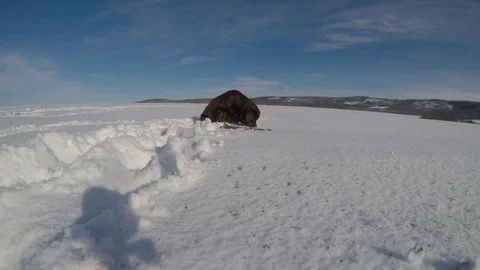 Little girl playing with her brown labrador in winter Stock Footage 74175553